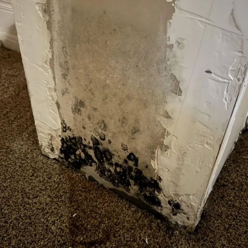 Professional Mold Removal in Woodridge, IL